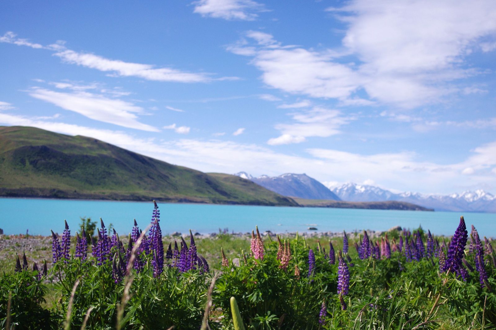Purple lupins in front of a turquoise lake and mountains in New Zealand