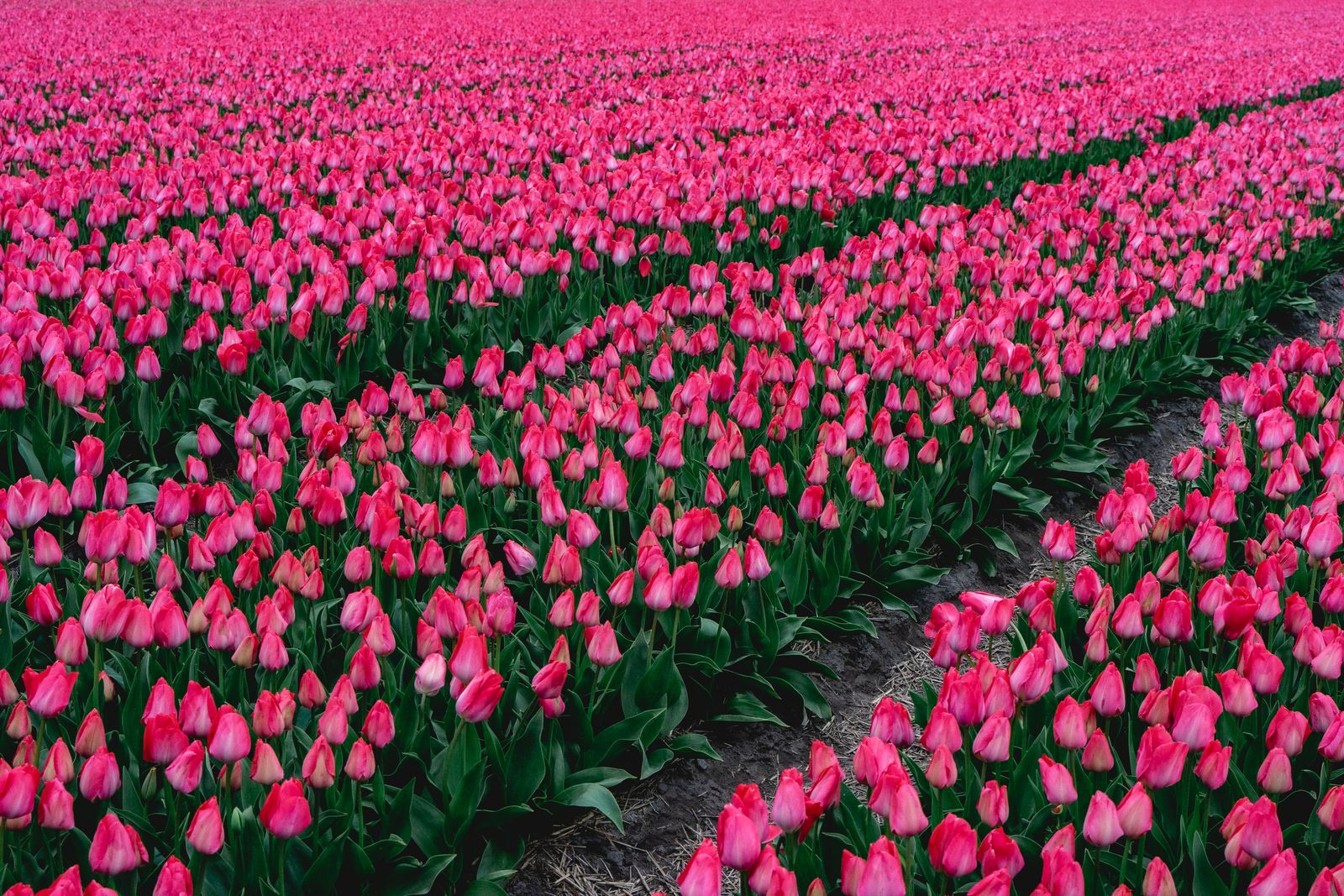 Rows of pink tulips in a Dutch field in spring